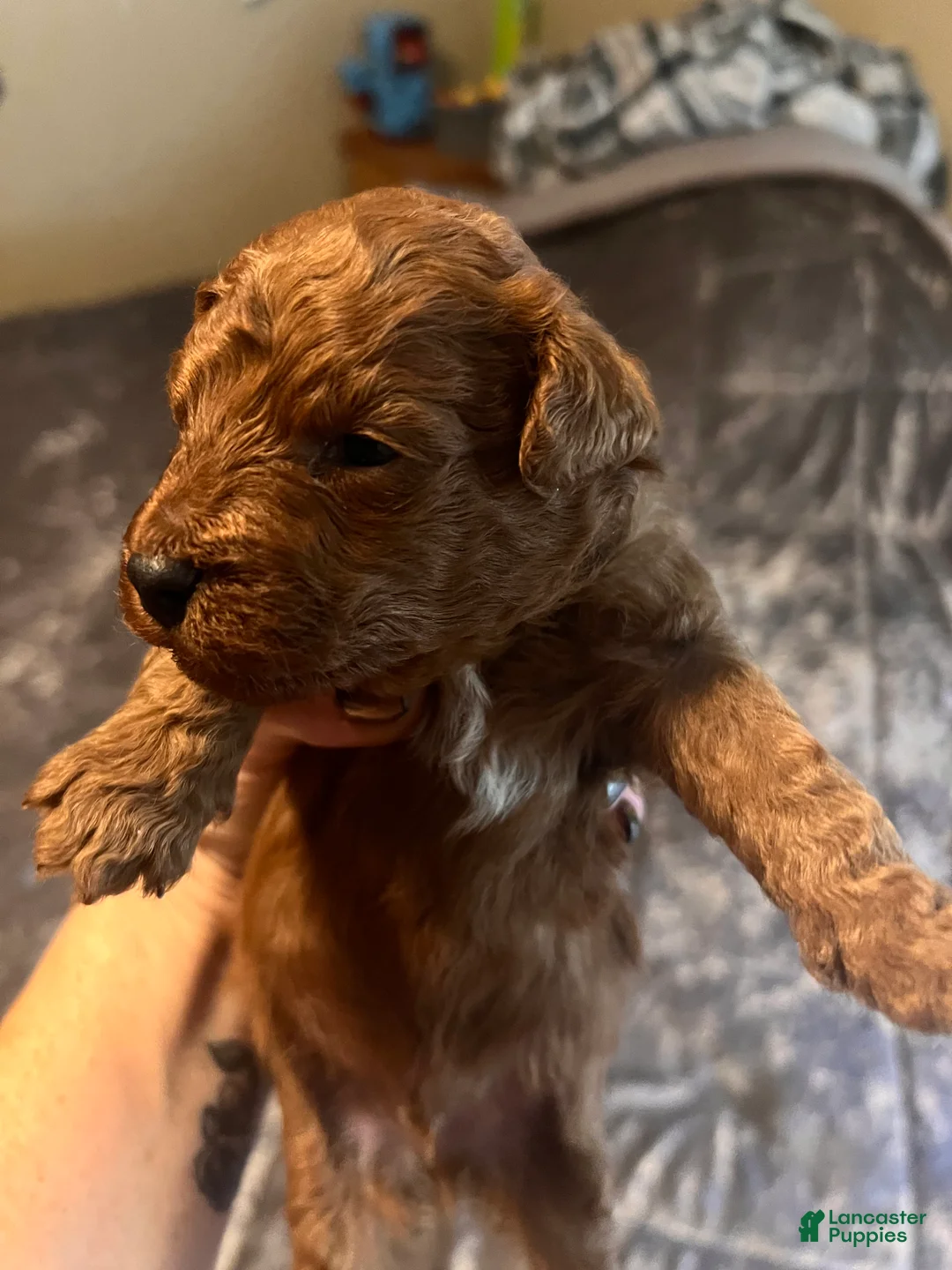 Cavapoo dogs for sale: Cavapoo 3 Black Collar - Ad 2
