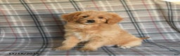 Mini Goldendoodle dogs for sale: Sera - Ad 1