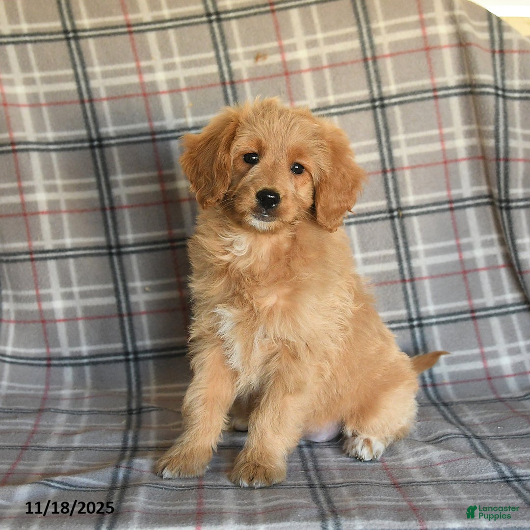 Mini Goldendoodle dogs for sale: Sera - Ad 1