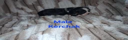 Cavalier King Charles Spaniel dogs for sale: Kerchak - Ad 3