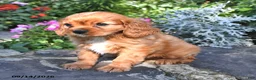 Cavalier King Charles Spaniel dogs for sale: Prince Henry - Ad 4