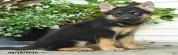 Gerberian Shepsky dogs for sale: Trixie - Ad 3