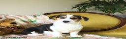Welsh Corgi Pembroke dogs for sale: Natalie - Ad 22