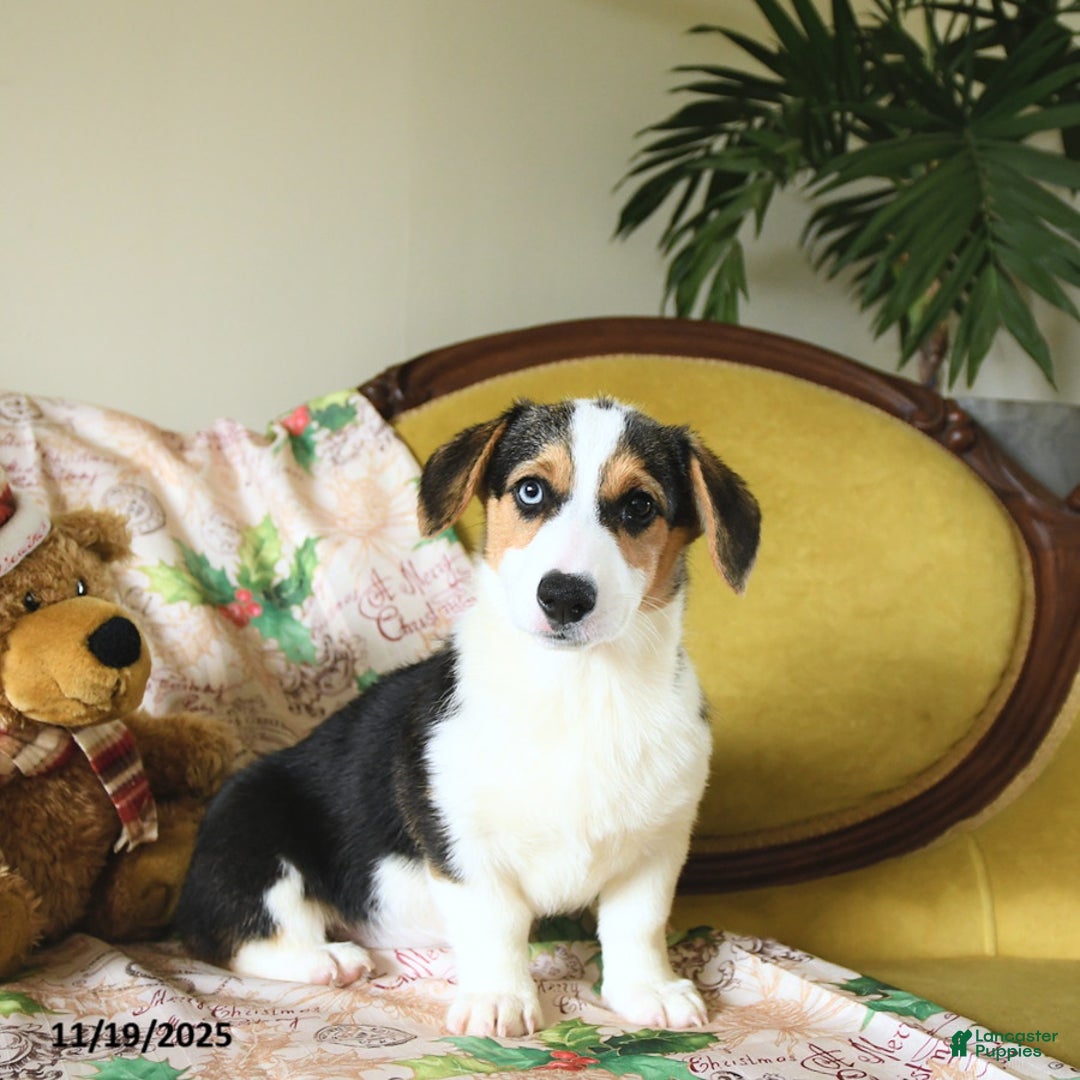 Welsh Corgi Pembroke dogs for sale: Natalie - Ad 22