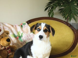 Welsh Corgi Pembroke dogs Natalie - Ad 26