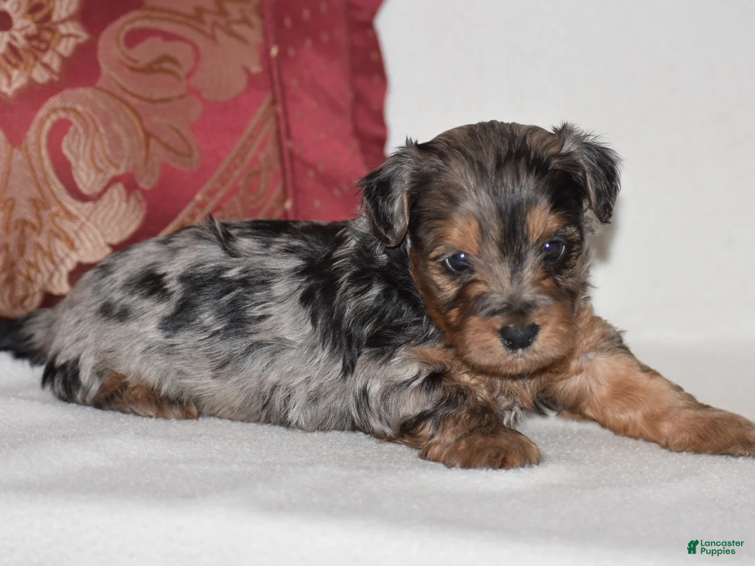 Yorkiepoo dogs for sale: Vincent - Ad 1