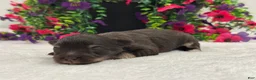 Miniature Schnauzer dogs for sale: Miracle Male 2 - Ad 2