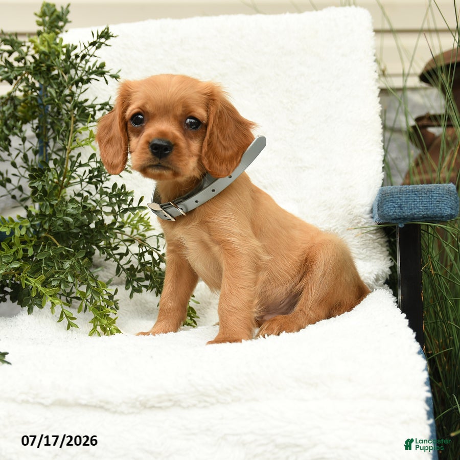 Miniature Golden Retriever dogs Starburst - Ad 2