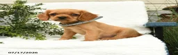 Miniature Golden Retriever dogs for sale: Starburst - Ad 2