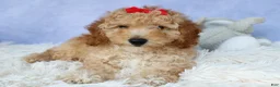 Miniature Poodle dogs for sale: WAYLON - Ad 5