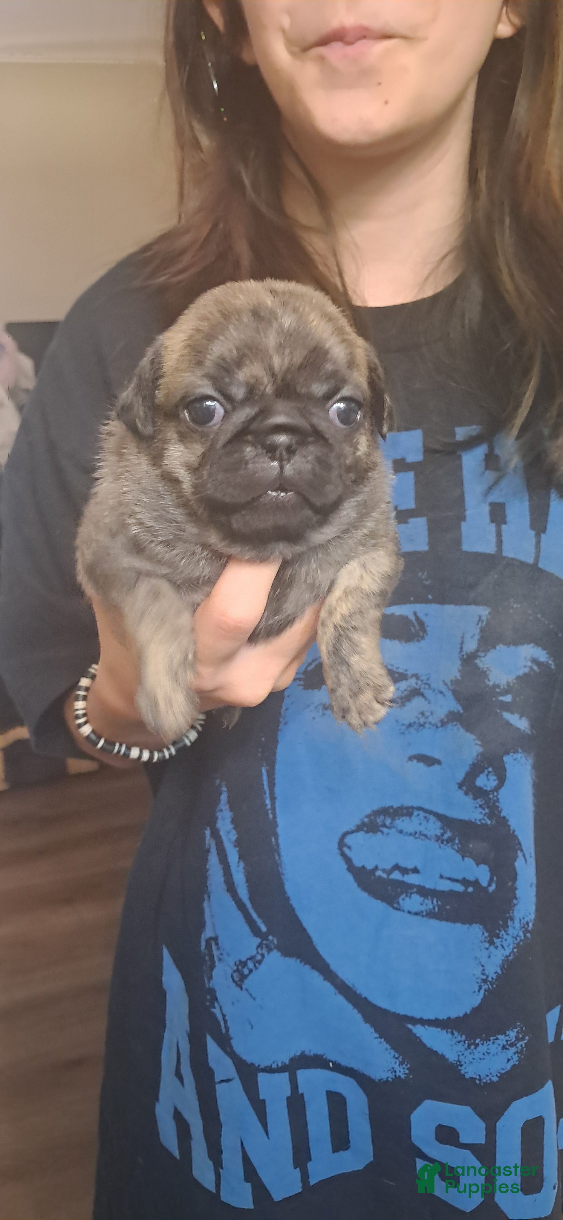 Pug dogs for sale: Pug 3 - Ad 4