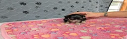 Chihuahua dogs for sale: Beatrice - Ad 2