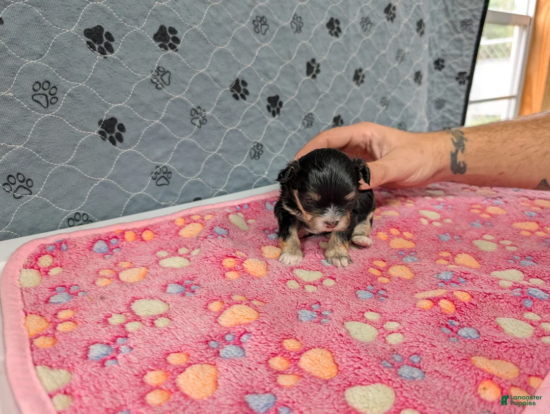 Chihuahua dogs for sale: Beatrice - Ad 2