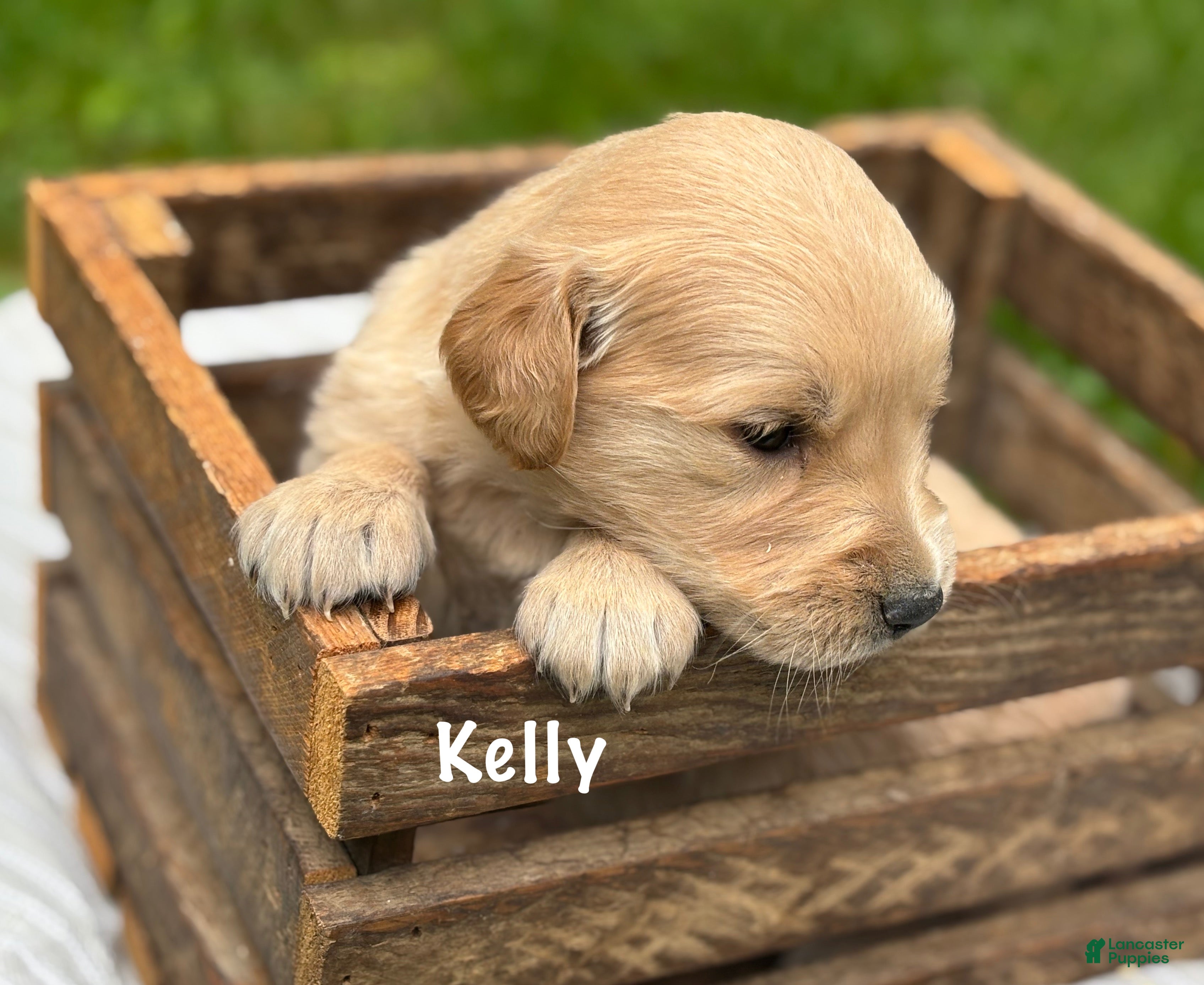 Golden Retriever dogs Kelly - Ad 1