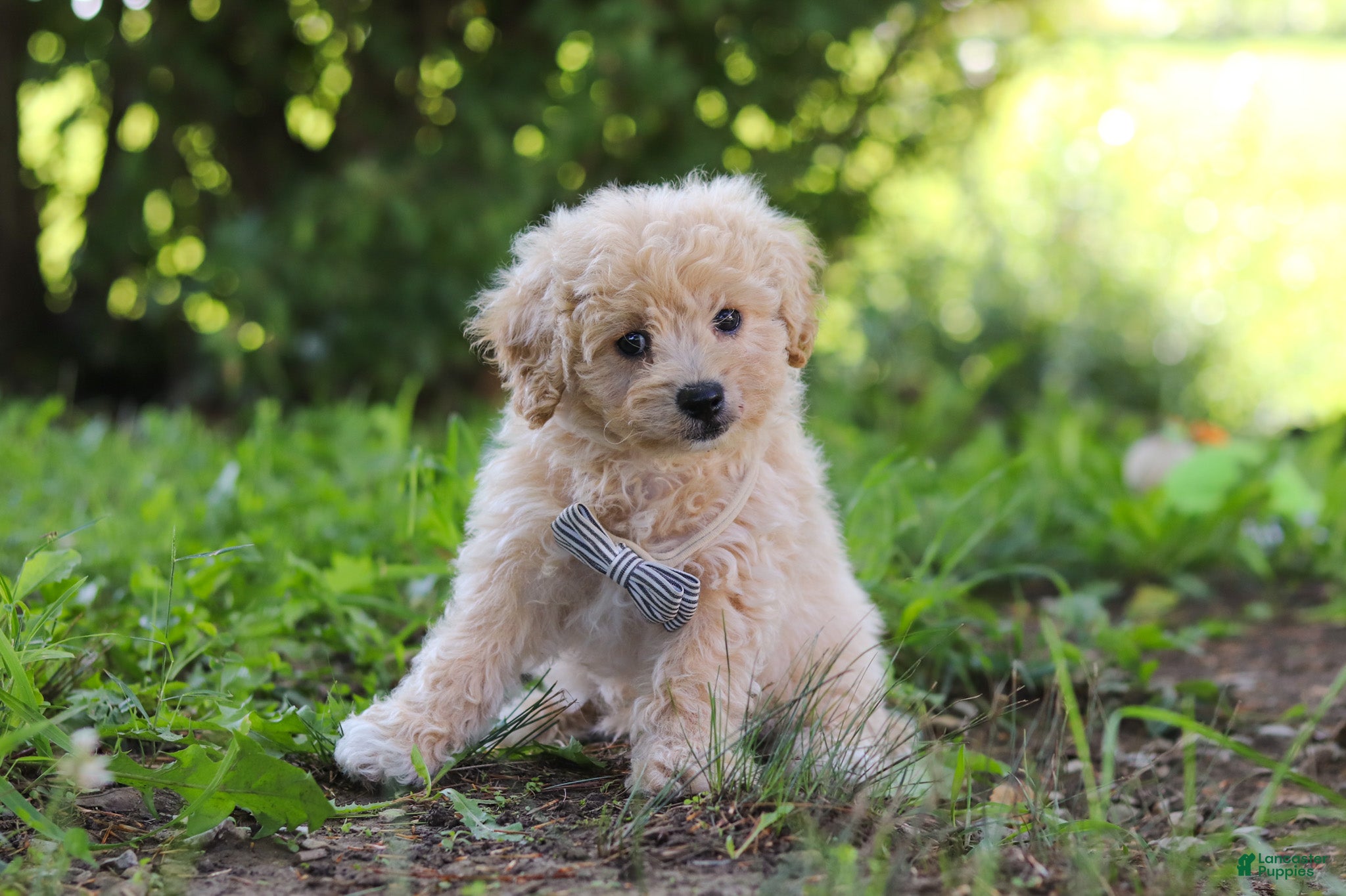 Bichpoo dogs Scooter - Ad 1
