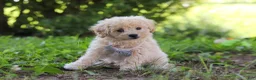 Bichpoo dogs for sale: Scooter - Ad 1