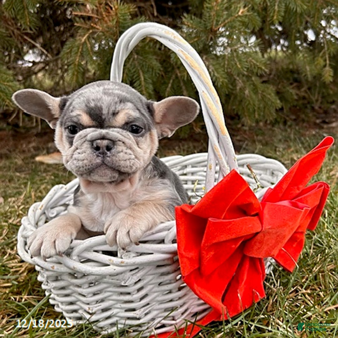 French Bulldog dogs for sale: Frankie - Ad 3