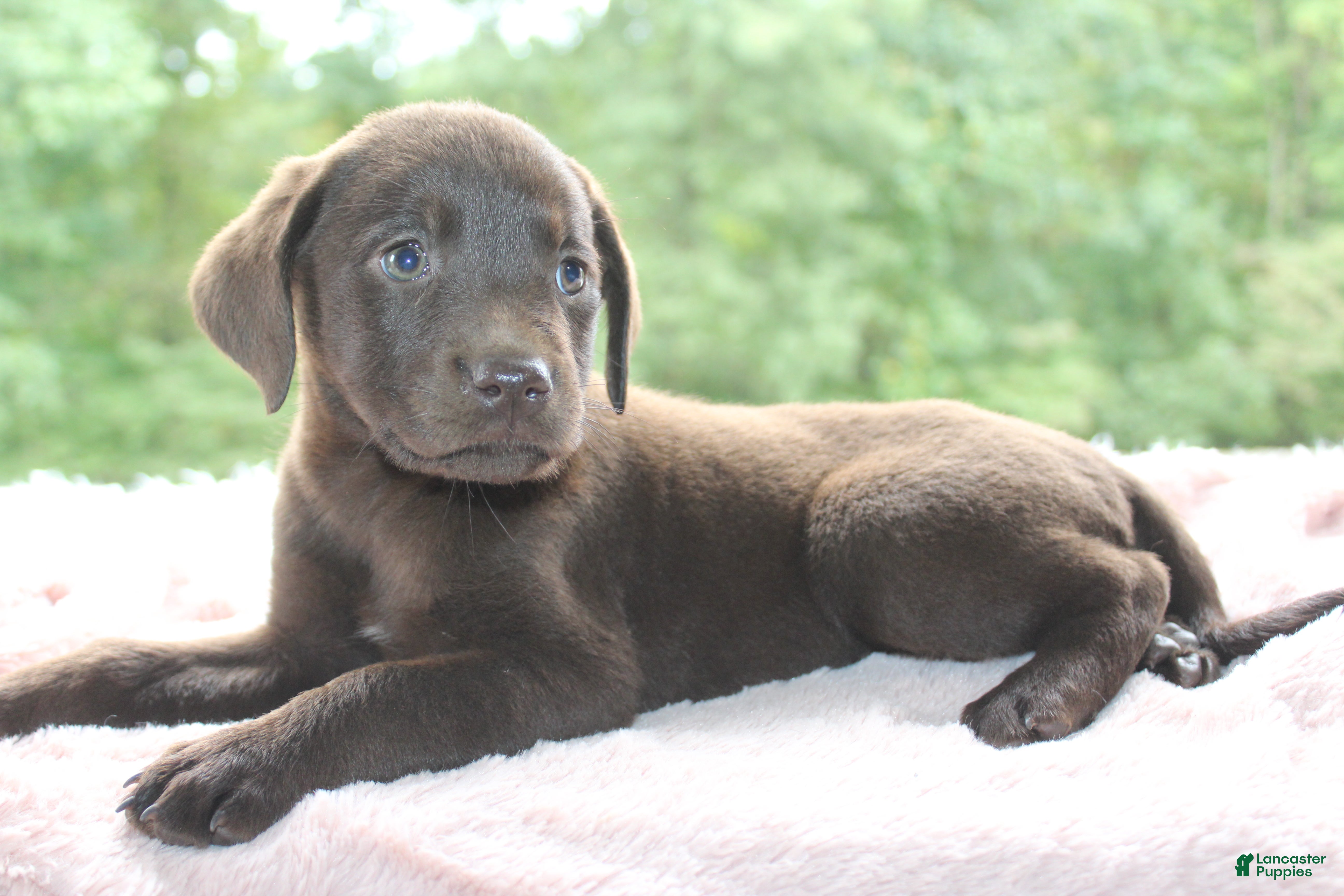 Labrador Retriever dogs Star - Ad 1