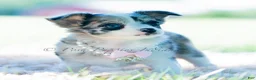 Chihuahua dogs for sale: Night sky - Ad 3