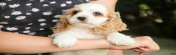 Cocker Spaniel dogs for sale: Ash Cocker Spaniel  - Ad 7