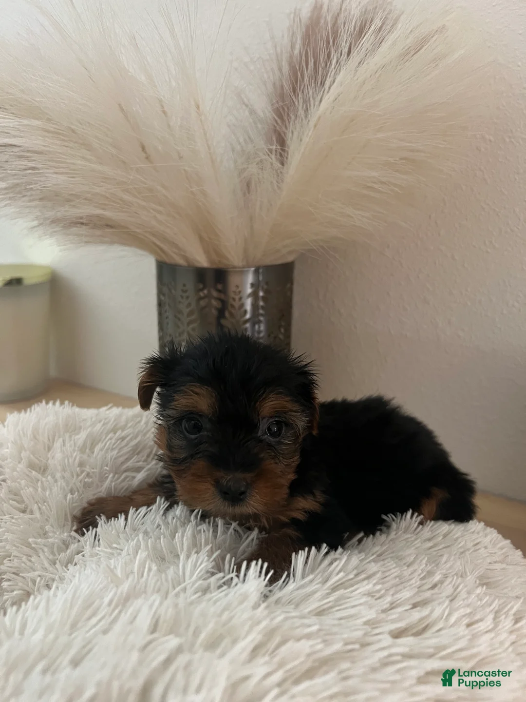 Yorkshire Terrier dogs for sale: Yorkshire Terrier Puppy 3 - Ad 5