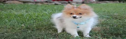 Pomeranian dogs for sale: Theo - Ad 3