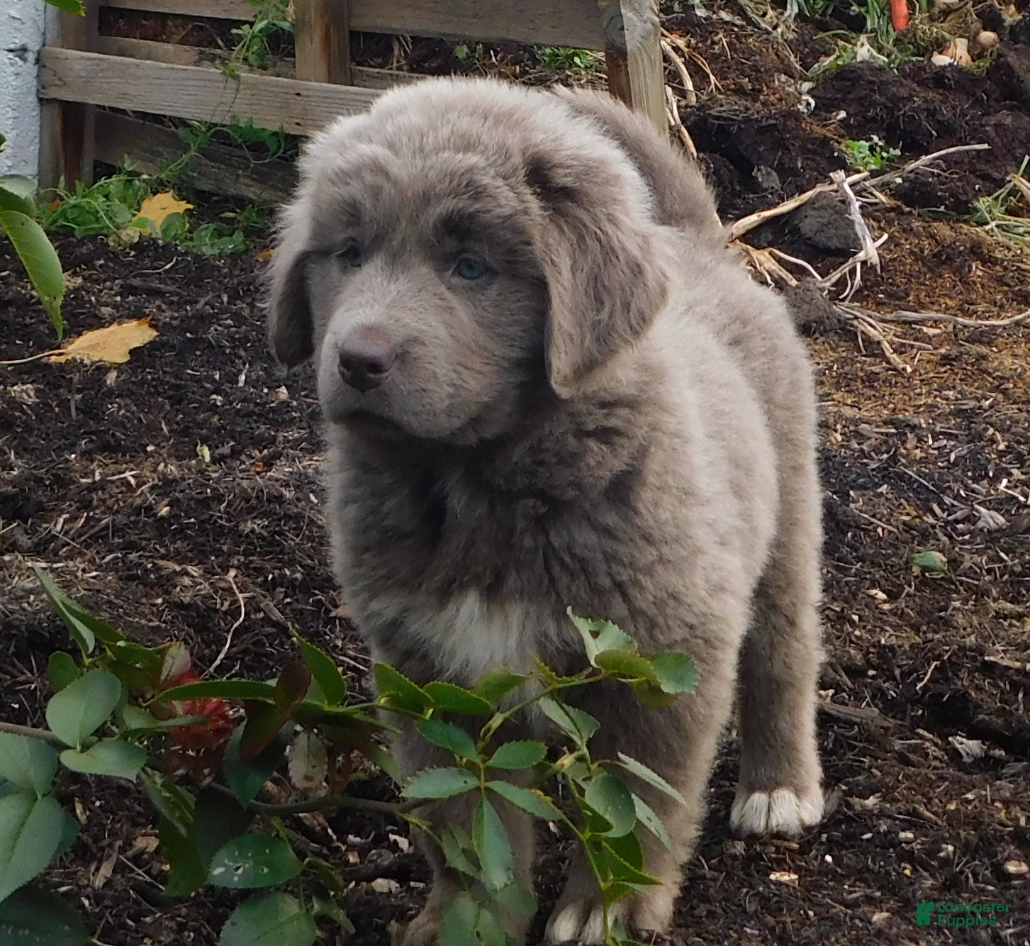 Newfoundland dogs Janie - Ad 3