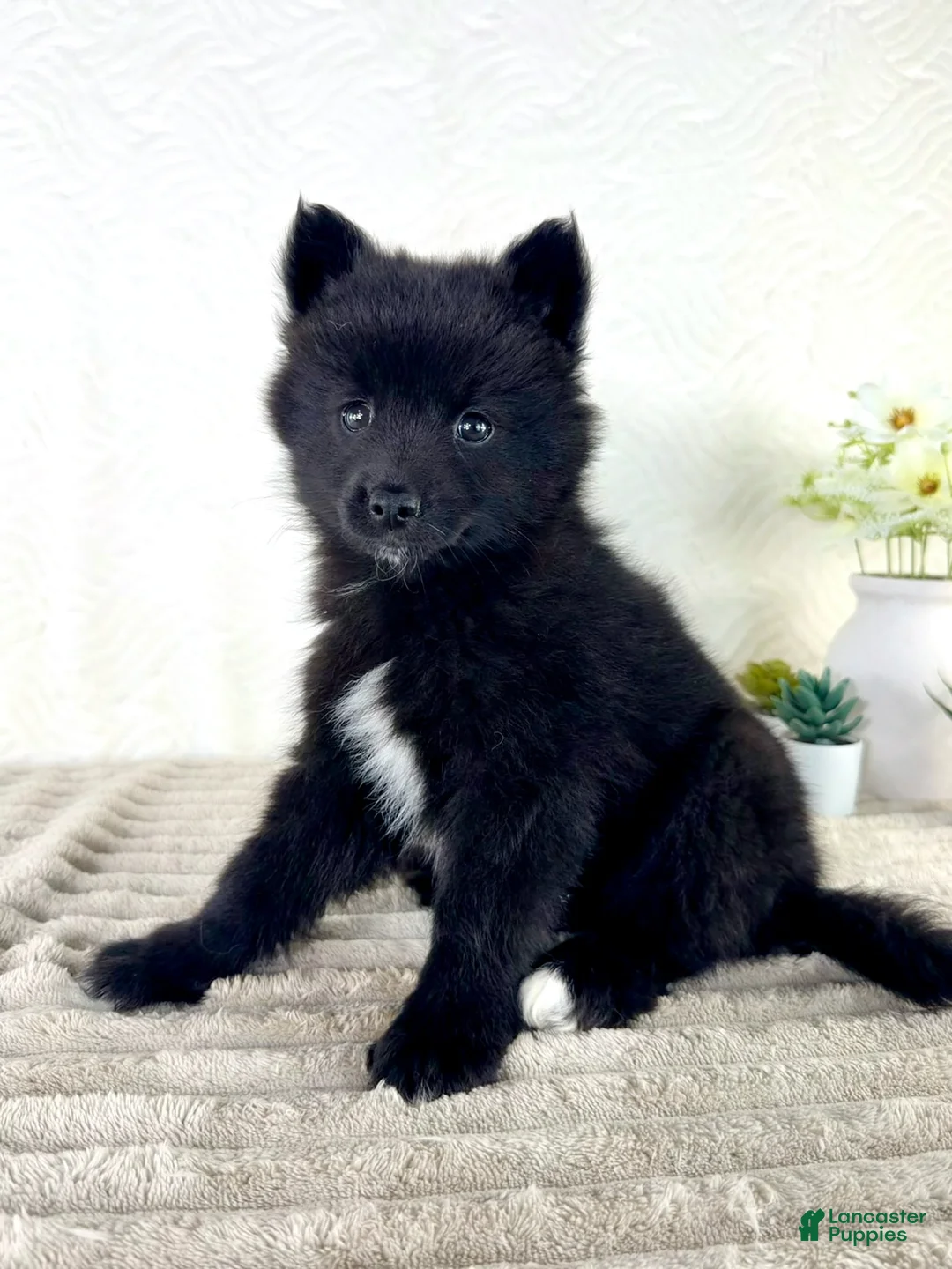 Pomsky dogs for sale: Jewels - Ad 2