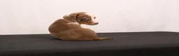 Dachshund dogs for sale: Polly - Ad 11