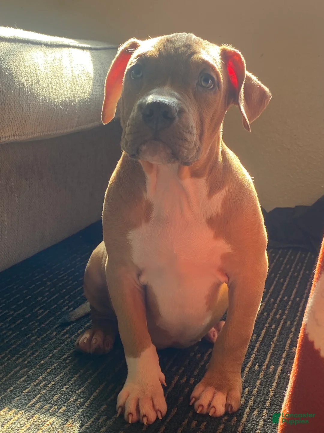 American Bully dogs for sale: American Bully Puppy 2 - Ad 2