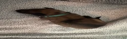 Belgian Malinois dogs for sale: Belgian Malinois 2 - Ad 4