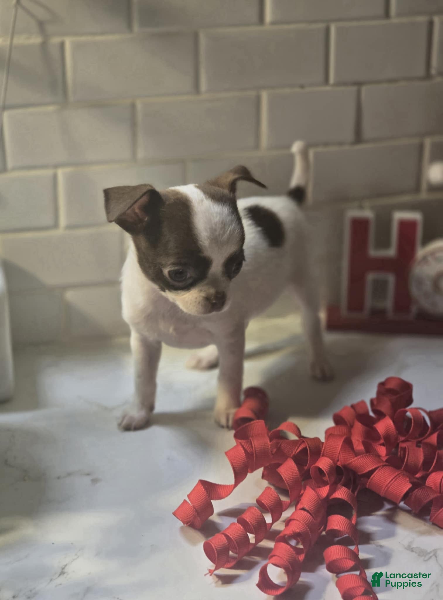 Chihuahua dogs pebbles - Ad 4