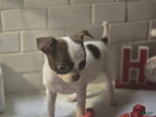 Chihuahua dogs pebbles - Ad 4