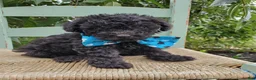 Toy Poodle dogs for sale: Blackie - Ad 3