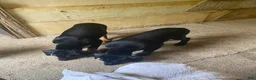Doberman Pinscher dogs for sale: Doberman Pinscher Puppy 4 - Ad 8