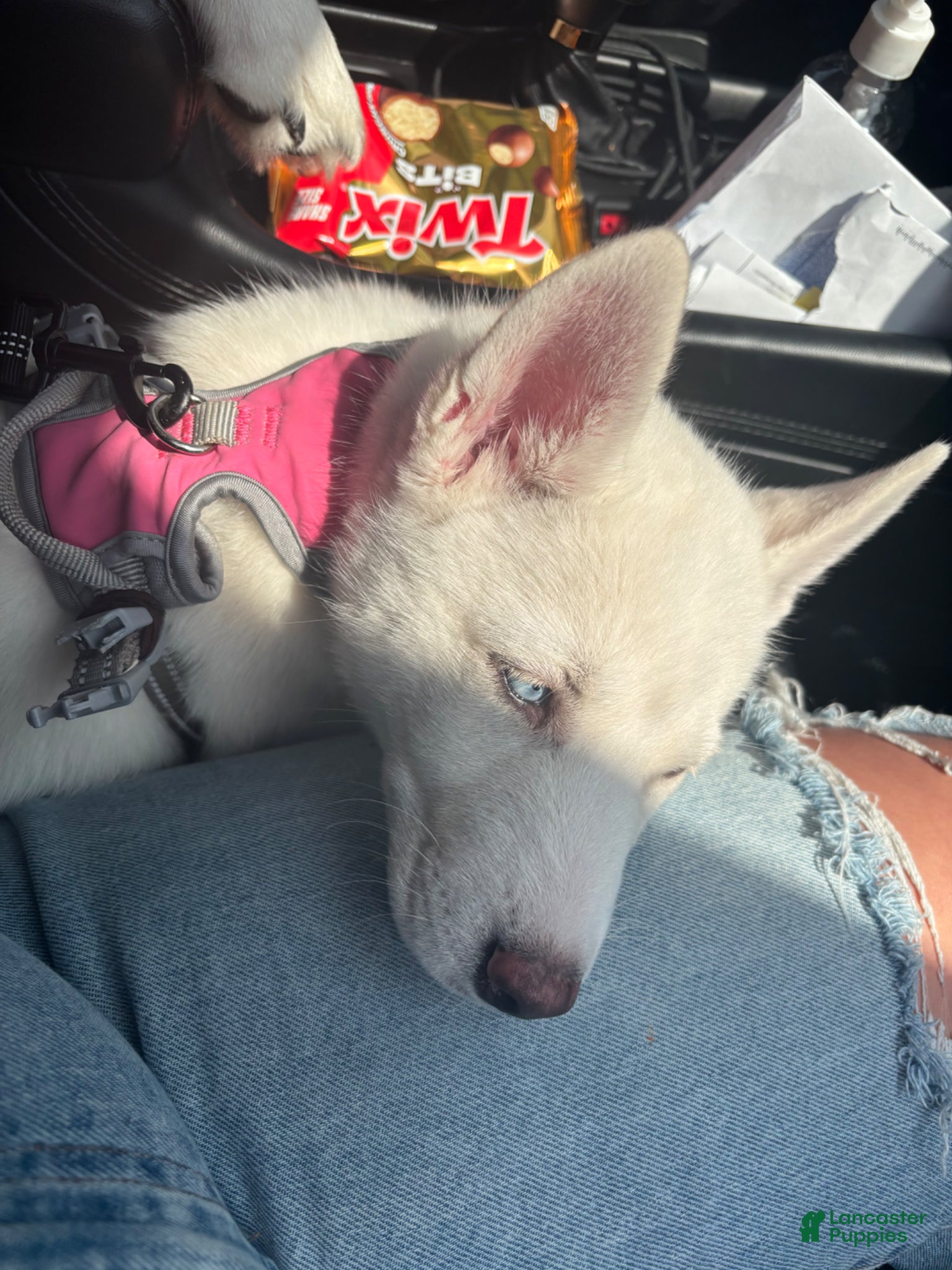 Siberian Husky dogs winter - Ad 33