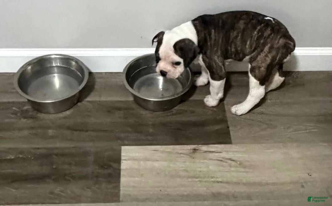Mixed Breed dogs for sale: Mixed Breed 1 - Ad 1