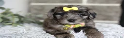 Maltipoo dogs for sale: Minnie - Ad 14