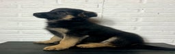 German Shepherd dogs for sale: Dixie - Ad 3