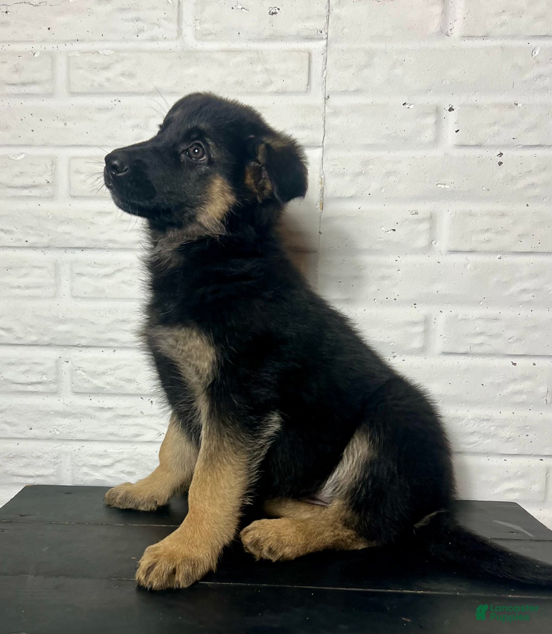 German Shepherd dogs for sale: Dixie - Ad 3