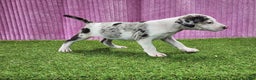 Catahoula Leopard Dog dogs for sale: Tess 2025 Female 5 - Ad 3