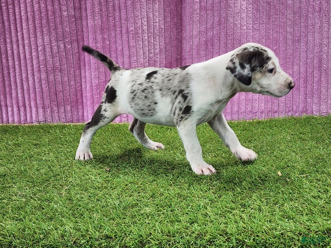 Catahoula Leopard Dog dogs for sale: Tess 2025 Female 5 - Ad 3