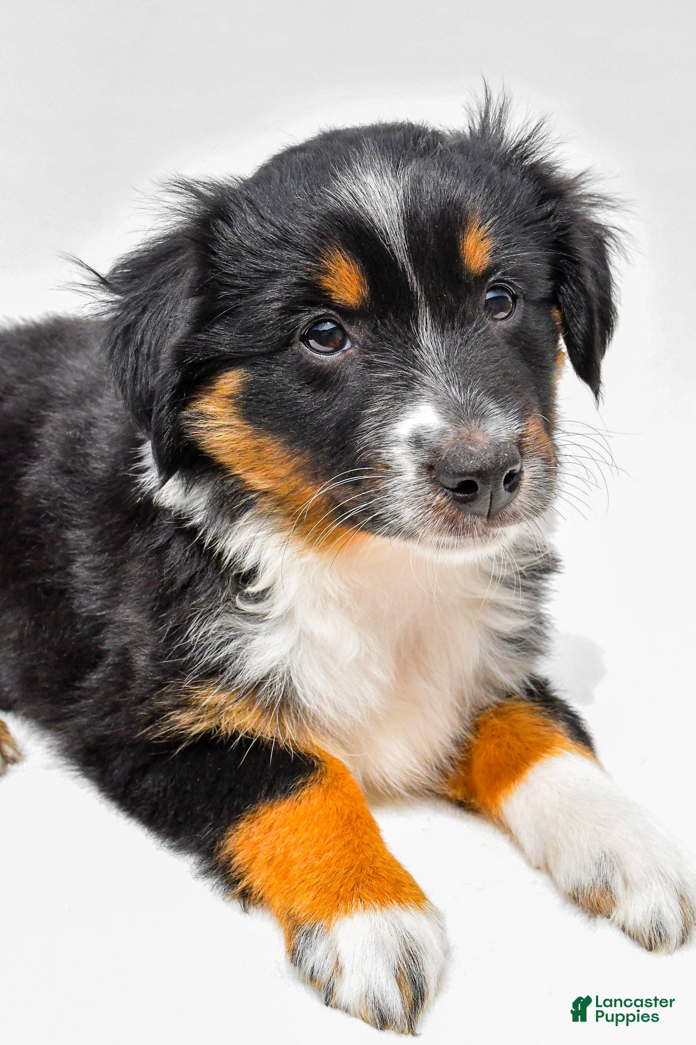 Miniature Australian Shepherd dogs Ember - Ad 1