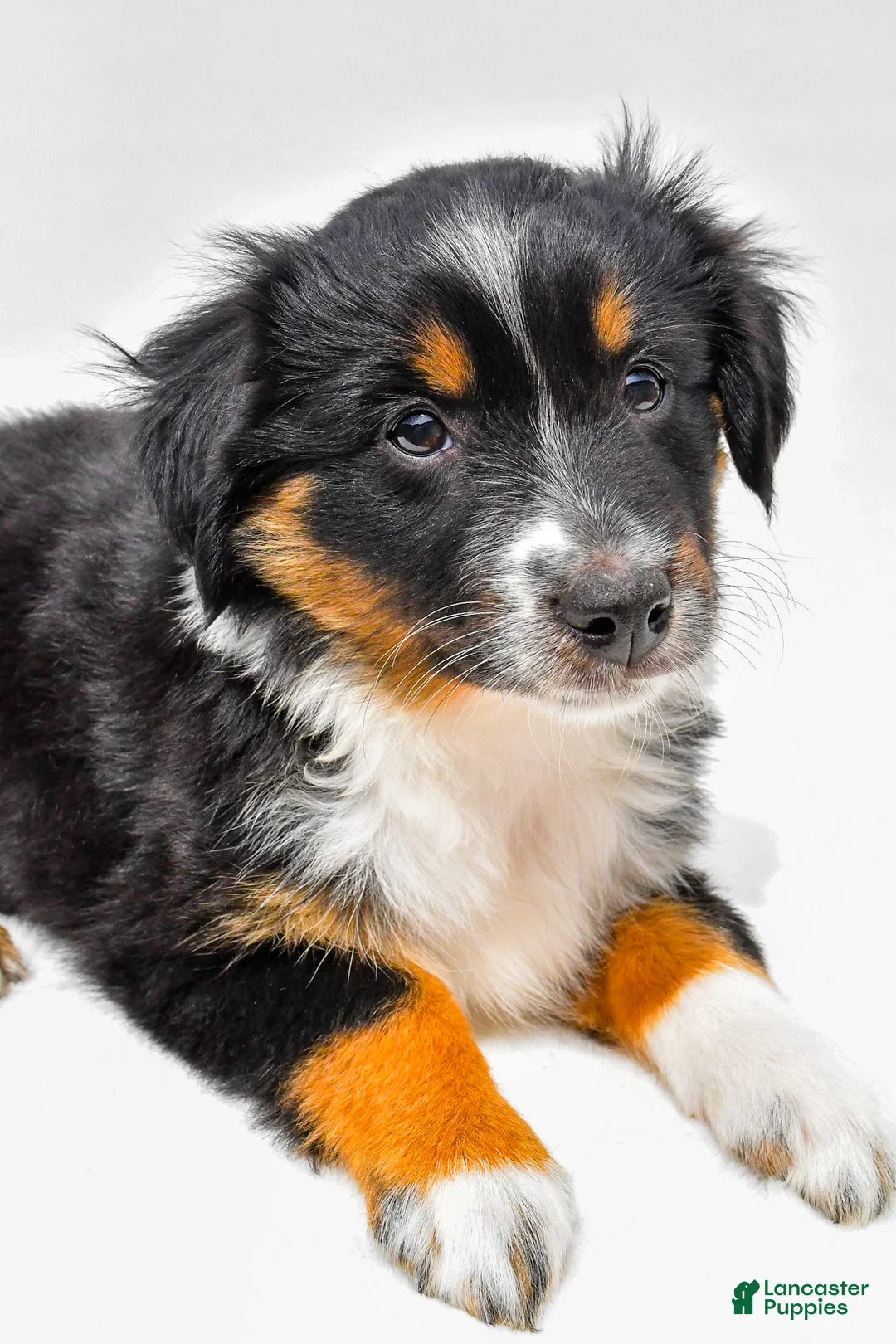 Miniature Australian Shepherd dogs for sale: Ember - Ad 1