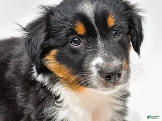Miniature Australian Shepherd dogs for sale: Ember - Ad 2