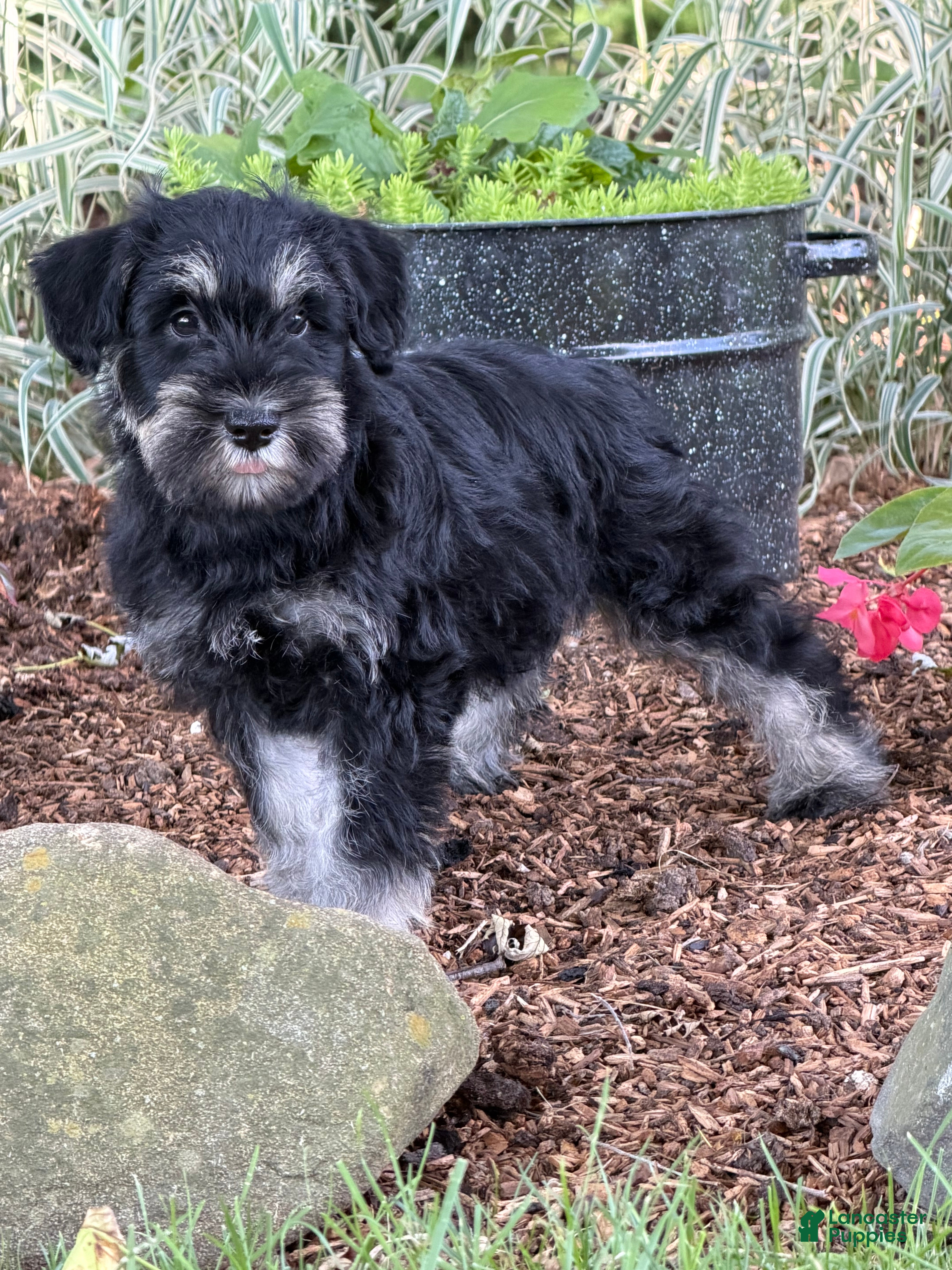 Miniature Schnauzer dogs Kayla Miniature Schnauzer  - Ad 1