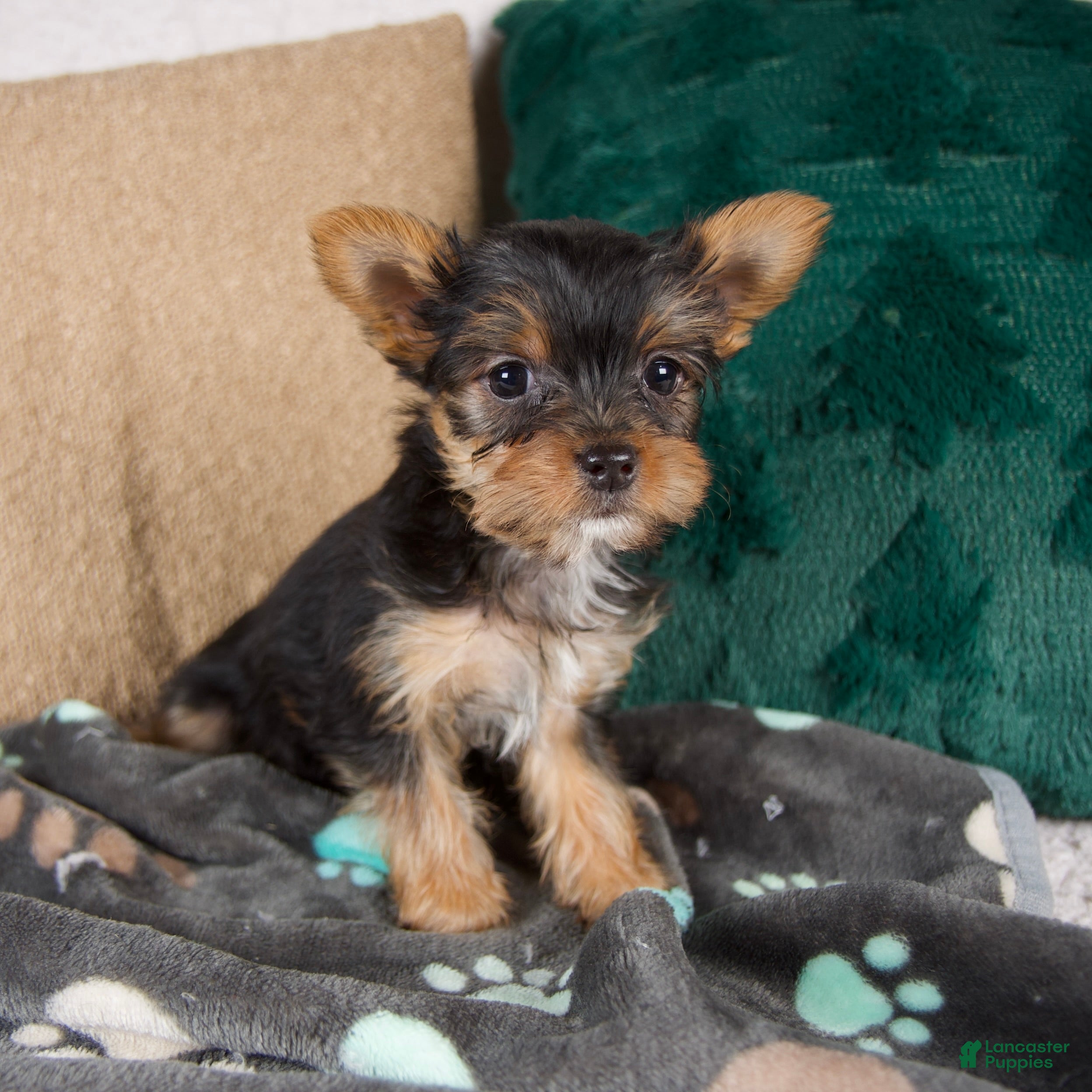 Yorkshire Terrier dogs Lacy - Ad 4