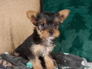 Yorkshire Terrier dogs Lacy - Ad 4