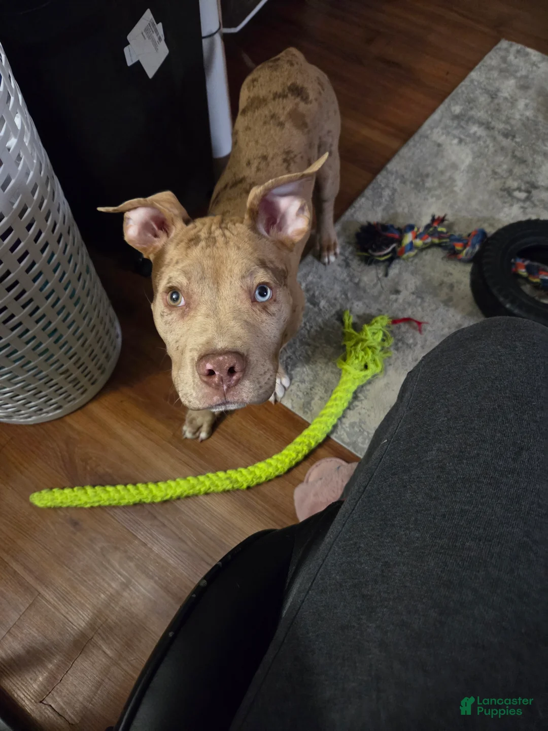 American Pit Bull Terrier dogs for sale: American Pit Bull Terrier 1 - Ad 3