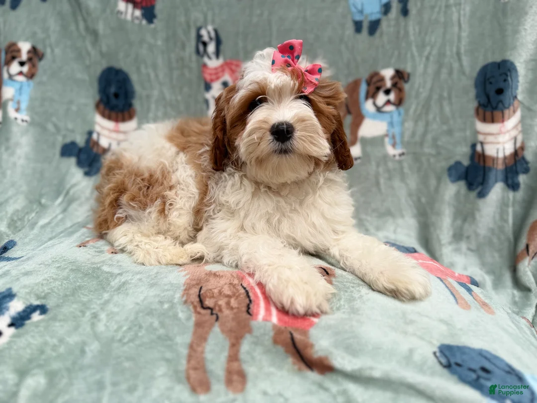 Cavapoo dogs for sale: Ember - Ad 2